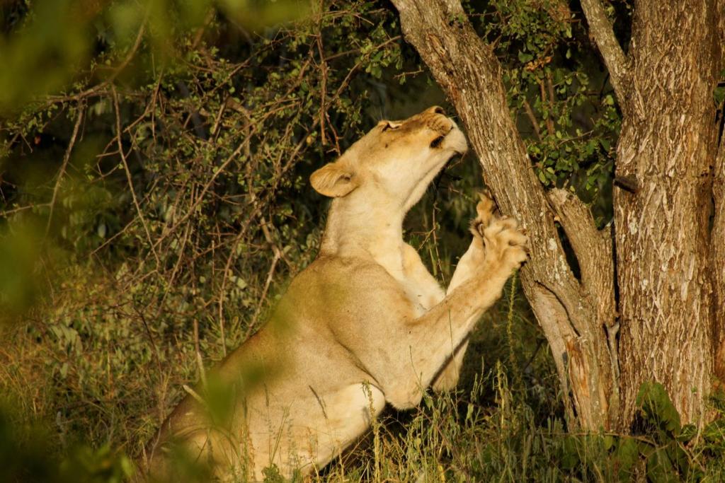 Baluleni Safari Lodge